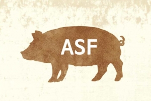 obrazek ws��~e inf. dotyczące ASF wiecej