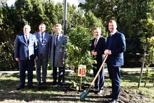 obrazek Aleja Magnoliowa powstała przed Starostwem Powiatowym w Kaliszu wiecej