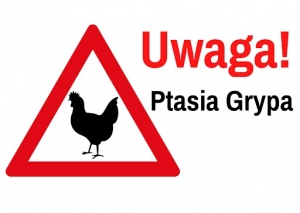 obrazek uwcgqe Ptasia grypa! wiecej